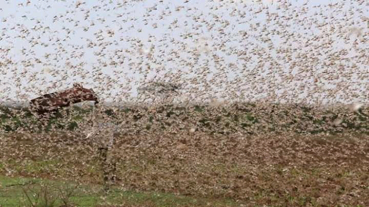 Read more about the article Kenya – COVID + Locusts + Floods